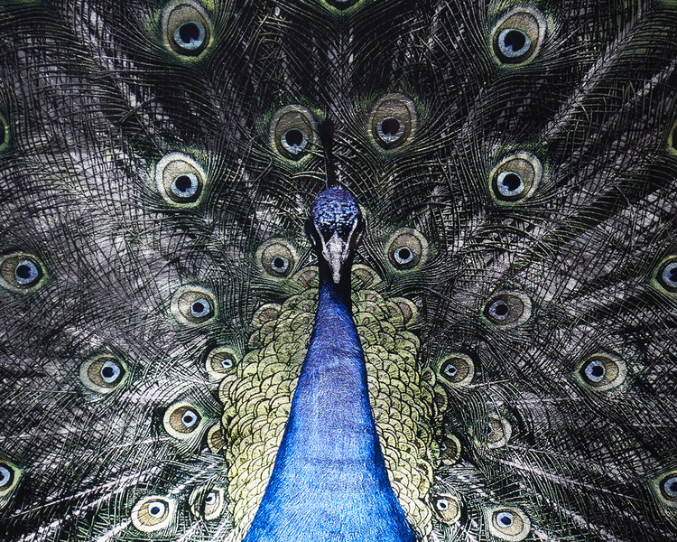 Brilliant Plumage  72" X 48"  Charcoal Frame