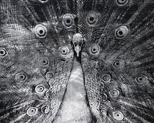 Silver Plumage  72" X 48"  Charcoal Frame