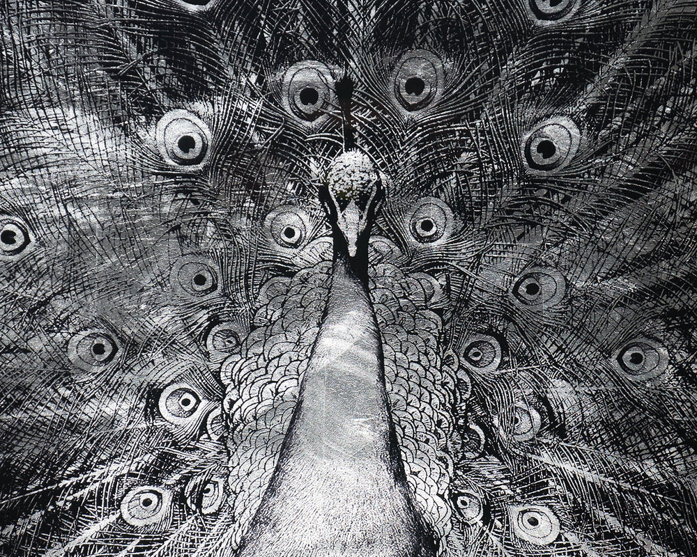 Silver Plumage  72" X 48"  Charcoal Frame