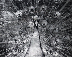 Silver Plumage  72" X 48"  Charcoal Frame