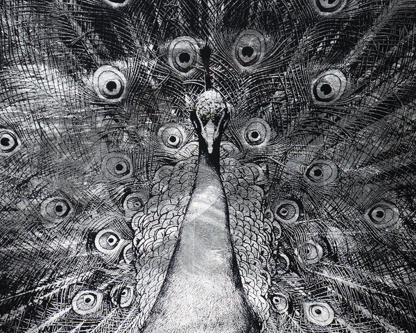 Silver Plumage  72" X 48"  Charcoal Frame