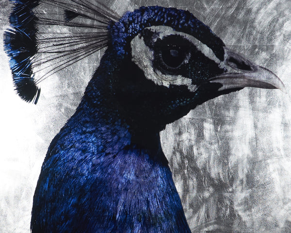 The Peacock  48" X 72"  Charcoal Frame