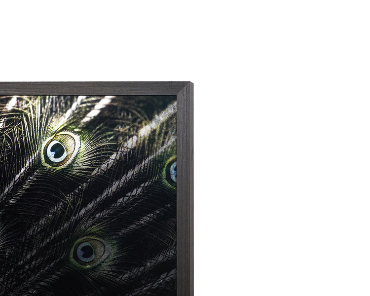 Brilliant Plumage  72" X 48"  Charcoal Frame